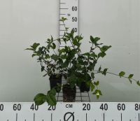 Euonymus fortunei 'Dart's Blanket'   pot 9x9 cm  
