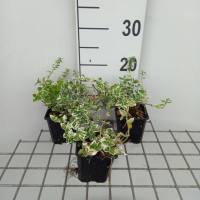 Euonymus fortunei 'Emerald Gaiety'   pot 9x9 cm  