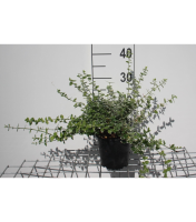 Euonymus fortunei 'Emerald Gaiety'   pot 1,3L   15 20 cm  