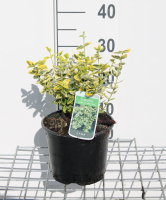 Euonymus fortunei 'Emerald 'n' Gold'   pot   20 30 cm  