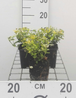 Euonymus fortunei 'Emerald 'n' Gold'   pot 9x9 cm  