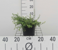 Euonymus fortunei 'Minimus'   pot   15 20 cm