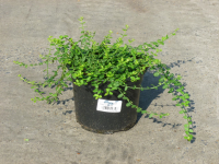 Euonymus fortunei 'Minimus'   pot   20 25 cm  