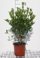 Euonymus japonicus   pot 3L   40 60 cm  