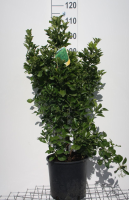 Euonymus japonicus   pot 10L   60 80 cm