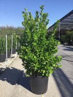 Euonymus japonicus   pot 18L   80 100 cm