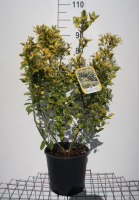 Euonymus japonicus 'Aureomarginatus'   pot 10L   60 80 cm