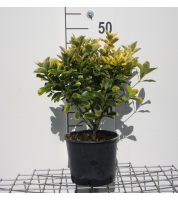 Euonymus japonicus 'Aureomarginatus'   pot 3L   40 50 cm