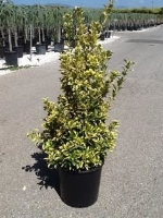Euonymus japonicus 'Aureomarginatus'   pot 18L   80 100 cm