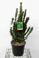 Euonymus japonicus 'Green Spire'   pot 10L   60 80 cm