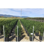 Euonymus japonicus 'Green Spire'   pot 18L   80 100 cm