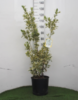 Euonymus japonicus 'Bravo'   pot 10L   60 80 cm