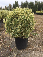 Euonymus japonicus 'Bravo'   pot 15L   bolvorm diameter 35 40 cm