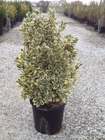 Euonymus japonicus 'Bravo'   pot 18L   80 100 cm