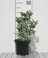 Euonymus japonicus 'Kathy'   pot   20 30 cm  