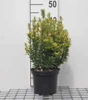 Euonymus japonicus 'Microphyllus Aureovariegatus'   pot   20 30 cm