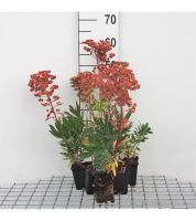 Euphorbia x martinii   pot 9x9 cm