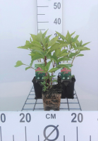 Eupatorium maculatum 'Atropurpureum'   pot 9x9 cm