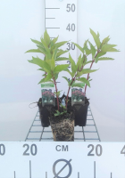 Eupatorium maculatum 'Riesenschirm'   pot 9x9 cm