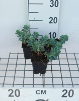 Euphorbia myrsinites   pot 9x9 cm  
