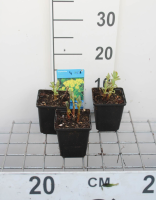 Euphorbia palustris   pot 9x9 cm