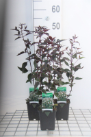 Eupatorium rugosum 'Chocolate'   pot 9x9 cm  