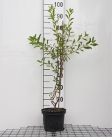 Exochorda racemosa 'Niagara'   pot 3L   25 30 cm  