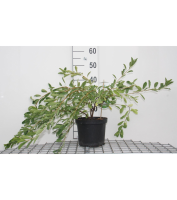 Exochorda 'The Bride'   pot   50 60 cm