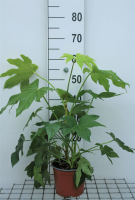 Fatsia japonica   pot   40 60 cm  