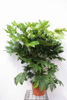 Fatsia japonica   pot 15L   80 100 cm