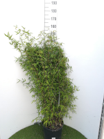 Fargesia 'Jiuzhaigou 1'   pot 20L   125 150 cm