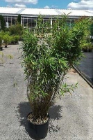 Fargesia murieliae 'Panda'   pot 10L   60 80 cm