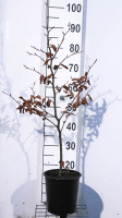 Fagus sylvatica 'Atropunicea'   pot   80 100 cm