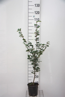 Fagus sylvatica   pot   80 100 cm  