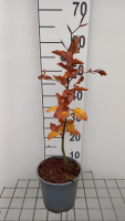 Fagus sylvatica   pot   40 60 cm