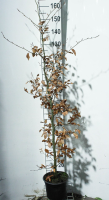 Fagus sylvatica   pot 5L   125 150 cm