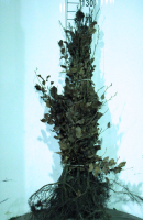 Fagus sylvatica   blote wortel   80 100 cm   1+2 (leeftijdscode)