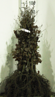 Fagus sylvatica   blote wortel   60 80 cm   1+1 (leeftijdscode)  