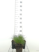 Festuca gautieri   pot 9x9 cm  