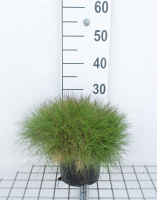 Festuca gautieri   pot 3L