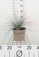 Festuca glauca   pot 3L  