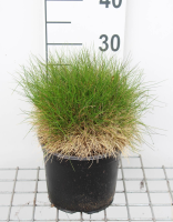 Festuca gautieri 'Pic Carlit'   pot 3L