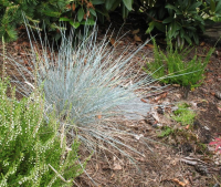 Festuca glauca 'Uchte'   pot 9x9 cm  