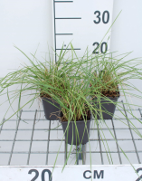 Festuca mairei   pot 9x9 cm  