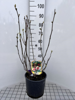 Ficus carica   pot 10L   50 60 cm  