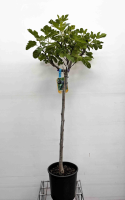 Ficus carica   pot 15L   halfstam boom   stamomtrek 8 10 cm