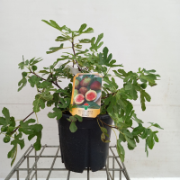 Ficus carica 'Brown Turkey'   pot 10L   50 60 cm