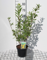 Forsythia x intermedia 'Lynwood'   pot   50 60 cm