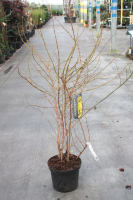 Forsythia x intermedia 'Lynwood'   pot 12L   125 150 cm