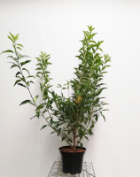Forsythia x intermedia 'Lynwood'   pot 10L   80 100 cm